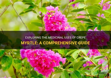 The Versatile Sena Myrtle: A Comprehensive Guide to its Uses, Benefits, and Applications