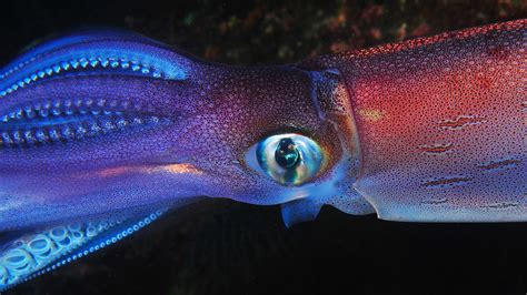 The Vicious Squid: A Formidable Predator of the Deep