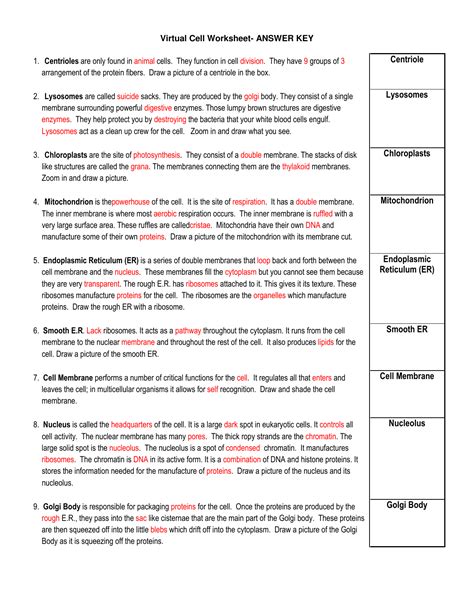 The Virtual Cell Worksheet 2 Answer Key Doc