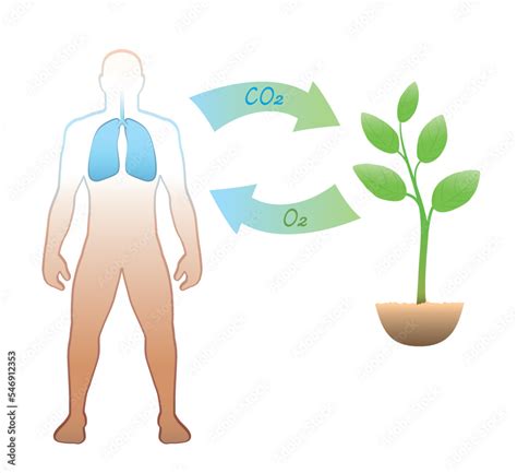 The Vital Oxygen: A Journey Through Respiration and Its Impact on Health and Wellness