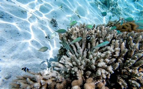 The Vital Role of Coral Reefs