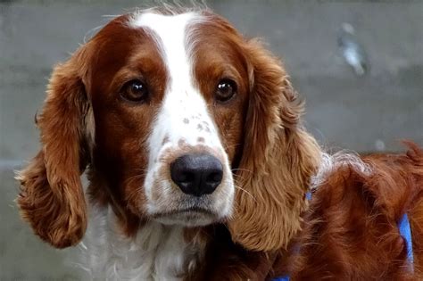 The Welsh Springer Spaniel: A Comprehensive Guide to the Affectionate and Energetic Breed