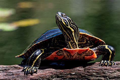 The Western Painted Turtle: A Resilient and Enchanting Species