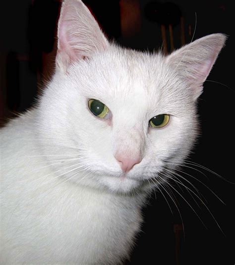 The White Cat