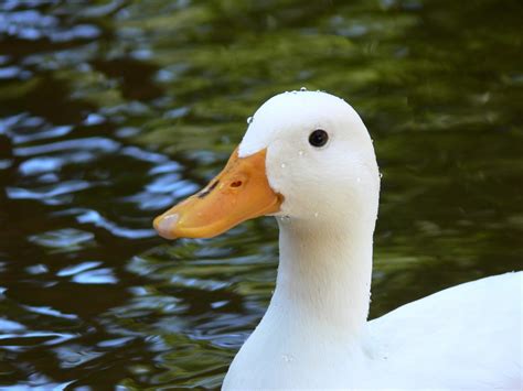 The White Duck Reader