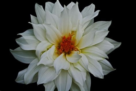 The White Flower Epub