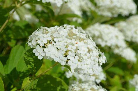 The White Flower Reader