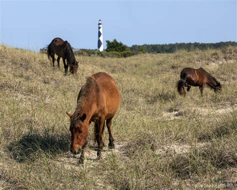 The Wild Horses of Shackleford Banks Doc