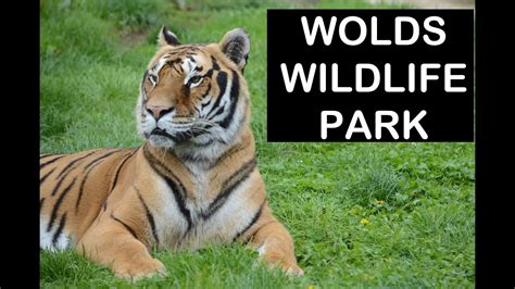 The Wolds Wildlife Park: A Haven for Endangered Species