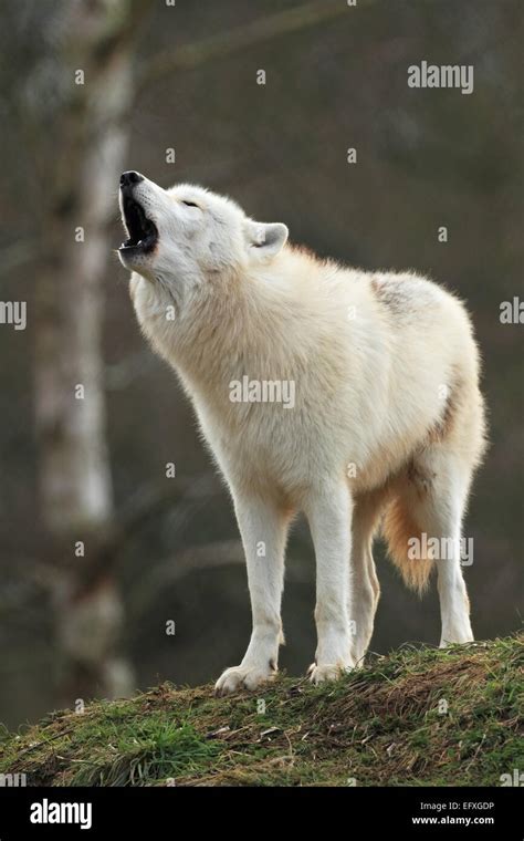 The Wolf Stock: A Howling Bargain