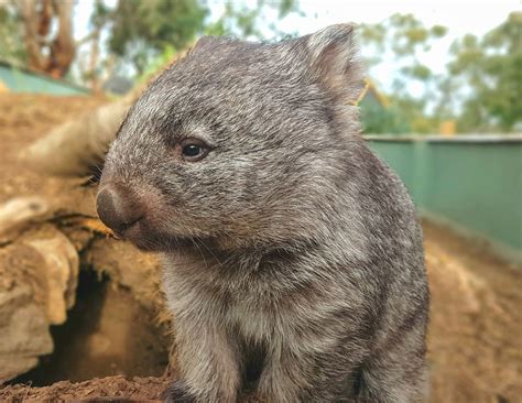 The Wombats: A Comprehensive Guide to Australia's Endearing Marsupials