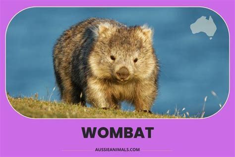 The Wombats: A Comprehensive Guide to Their Biology, Behavior, and Conservation