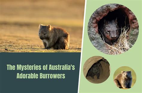 The Wombats: A Comprehensive Guide to These Enigmatic Australian Marsupials