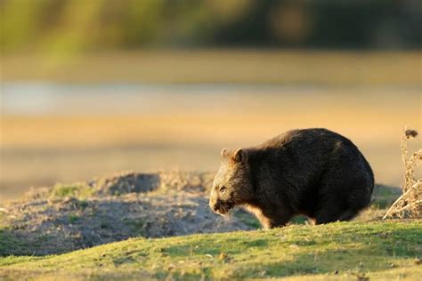 The Wombats: Ultimate Guide to Marsupial Marvels