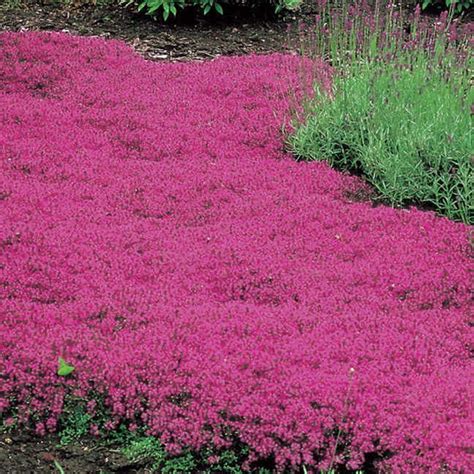 The Wonderous World of Red Creeping Thyme: A Carpet of Crimson and Culinary Delight