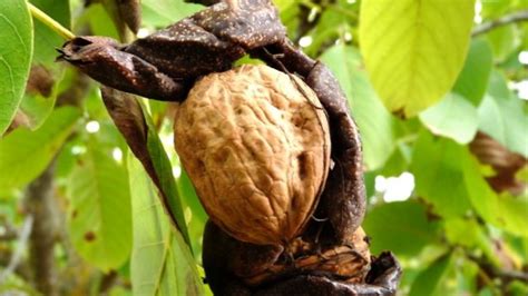 The Wonders of Nut-Bearing Trees