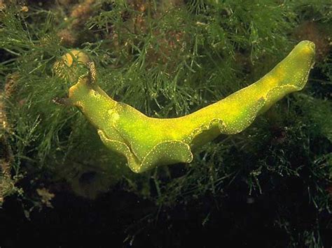 The Wonders of Vicky Elysia: Unveiling the Secrets of the Solar-Powered Sea Slug