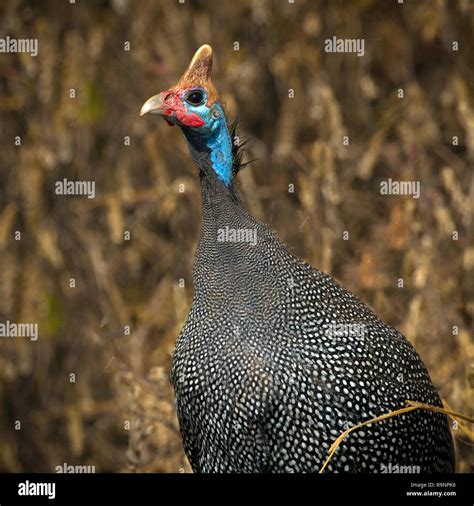 The Wonders of the African Guinea Fowl