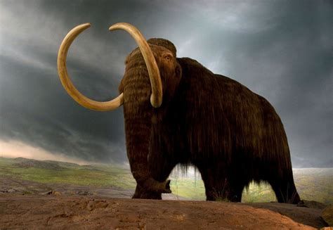The Woolly Mammoth: Ancient Giant with Unwavering Significance