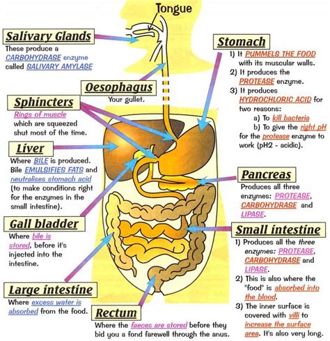 The Work of the Digestive Glands... Epub