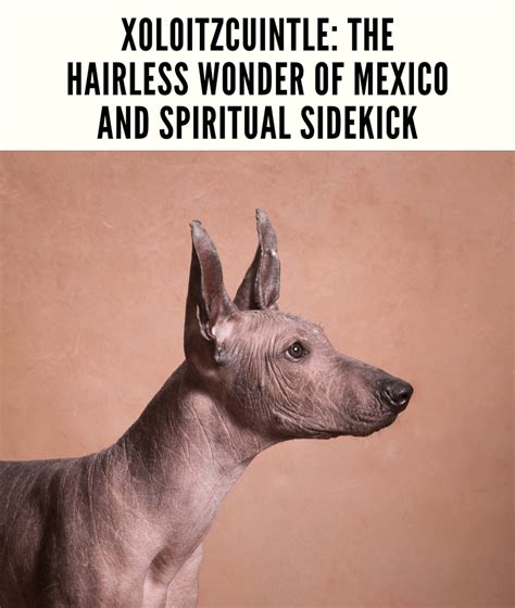 The Xololotte: A Guide to Mexico's Hairless Wonder