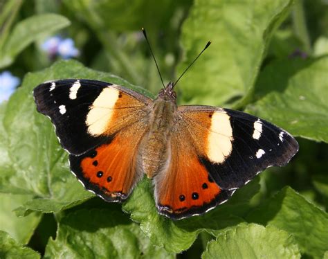 The Yellow Admiral Reader