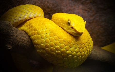 The Yellow Snake Epub