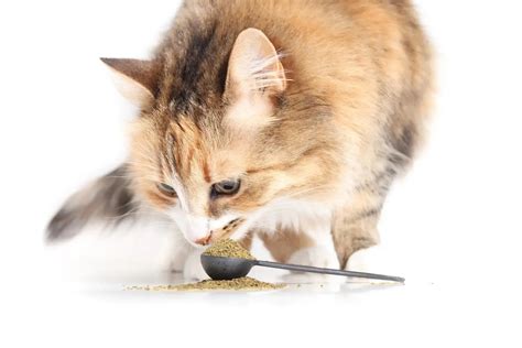 The Yogurt Cat: A Comprehensive Guide to Feline Digestion