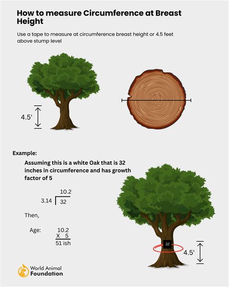 The age of the tree: