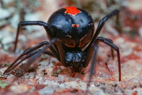 The black widow spider