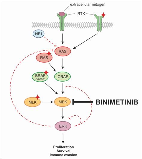 The clinical development of binimetinib: