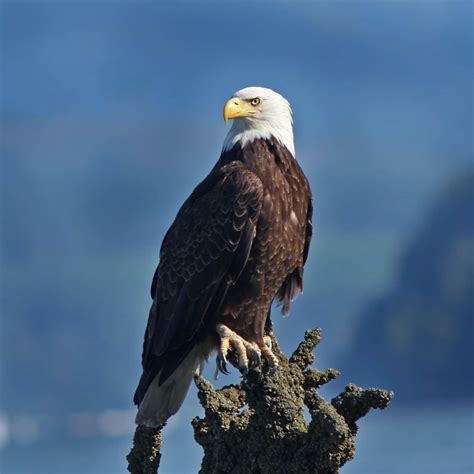 The eagle: