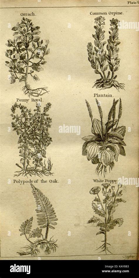 The family herbal or An account of all those English plants which are remarkable for their virtues and of the drugs which are produced by and their uses as proved by experience Reader