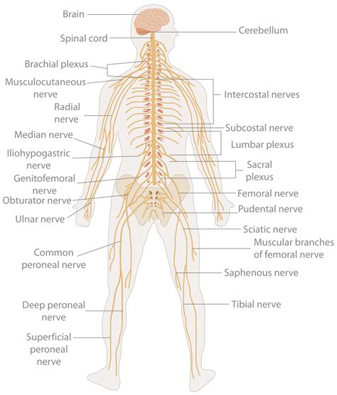 The human nervous system An anatomical viewpoint Reader