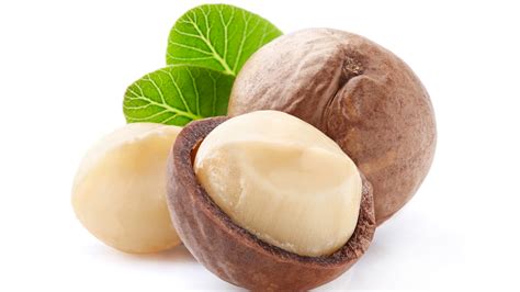 The macadamia nut