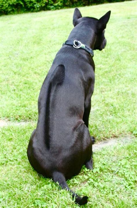 The name "Ridgeback" is derived from the distinctive raised ridge of hair that runs along the dog's back. This ridge is a genetic trait that sets the Ridgeback apart from all other breeds.