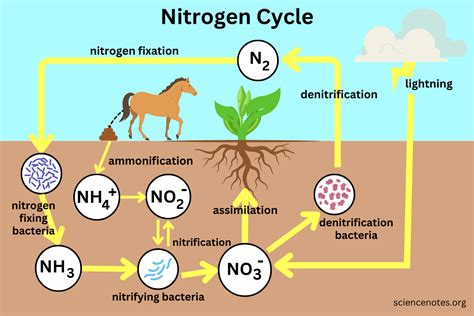 The nitrogen cycle: