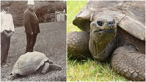 The oldest tortoise on Earth