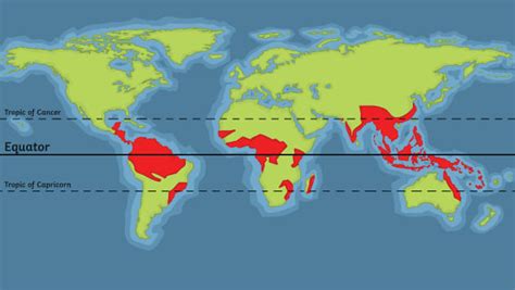 The rainforest's location: