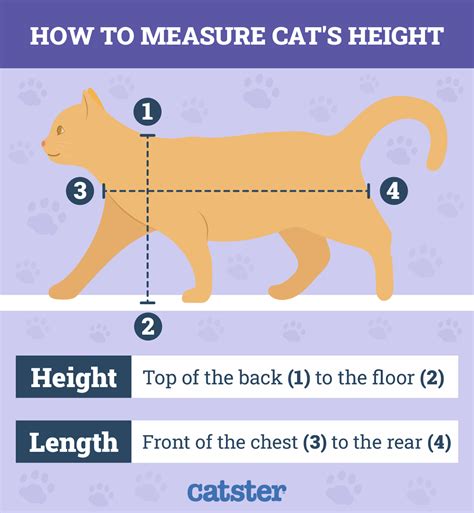 The size of your cat's head: