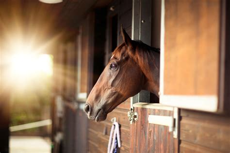 The stable: