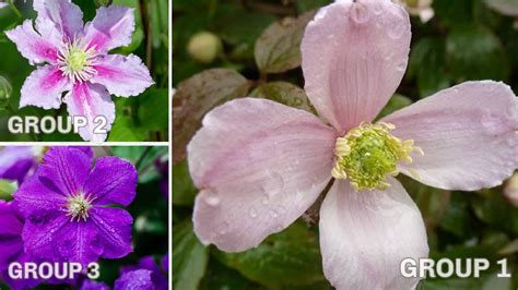 The type of clematis: