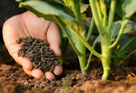 The type of fertilizer being produced: