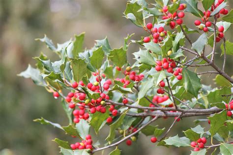 The type of holly tree you have: