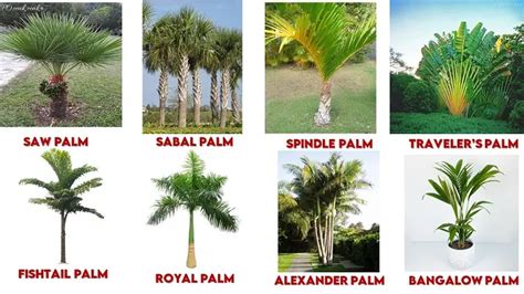 The type of palm tree: