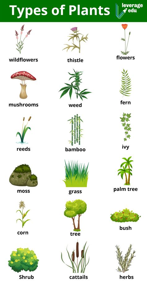 The type of plants you are growing: