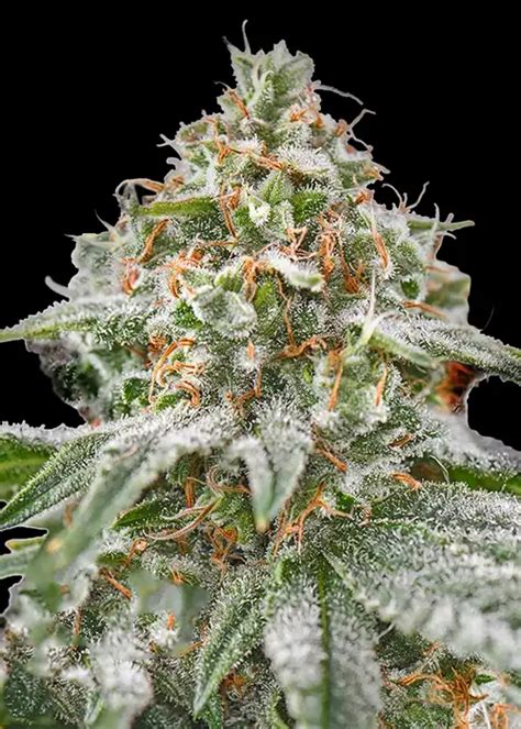 ThePinkKush: Unlocking the Power of a Superior Cannabis Strain