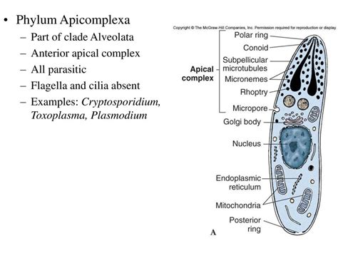 TheProtozoan Phylum Apicomplexa PDF