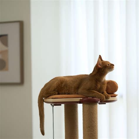 Theming Your Cat Tree: A Purrfect Guide