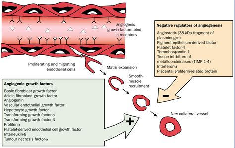 Therapeutic Angiogenesis Doc
